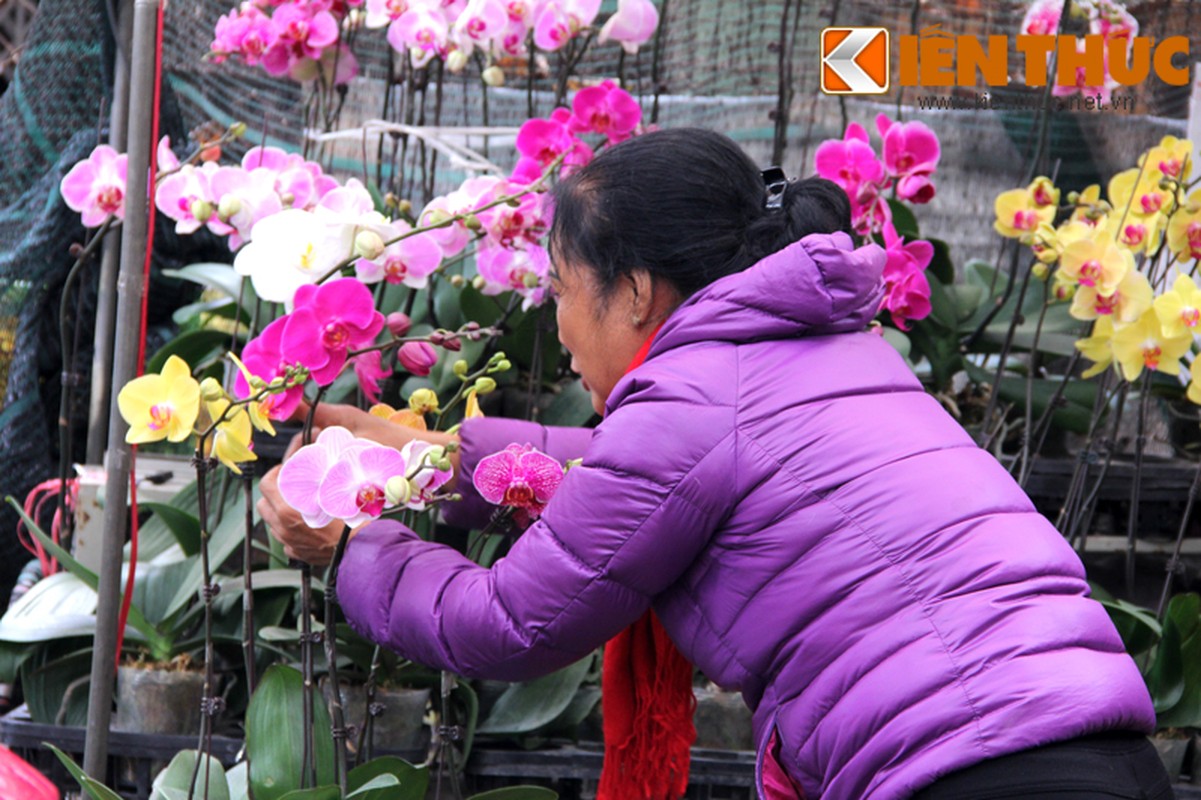 Ngam pho cay canh Ha Noi ruc ro bung hang Tet-Hinh-2