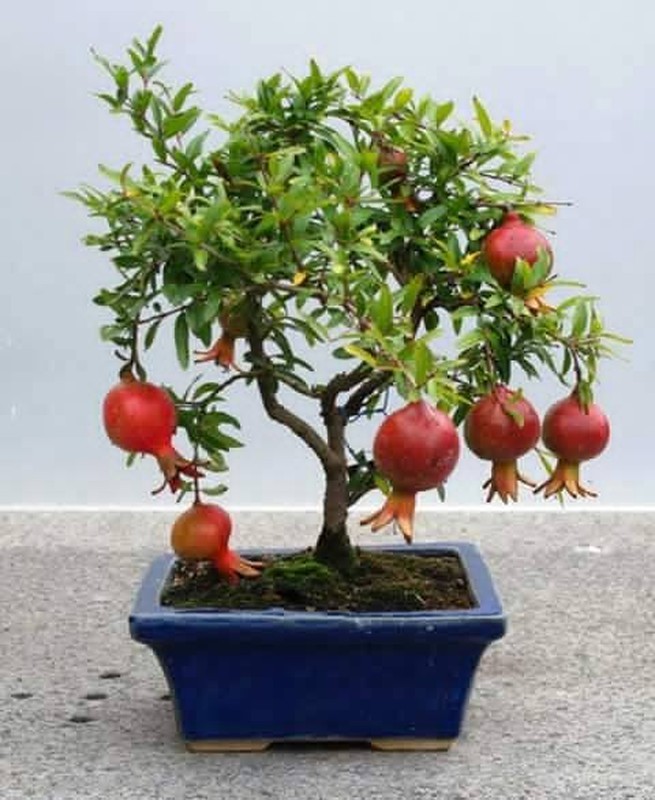 Loat bonsai choi Tet sieu doc la nha giau lung mua-Hinh-4