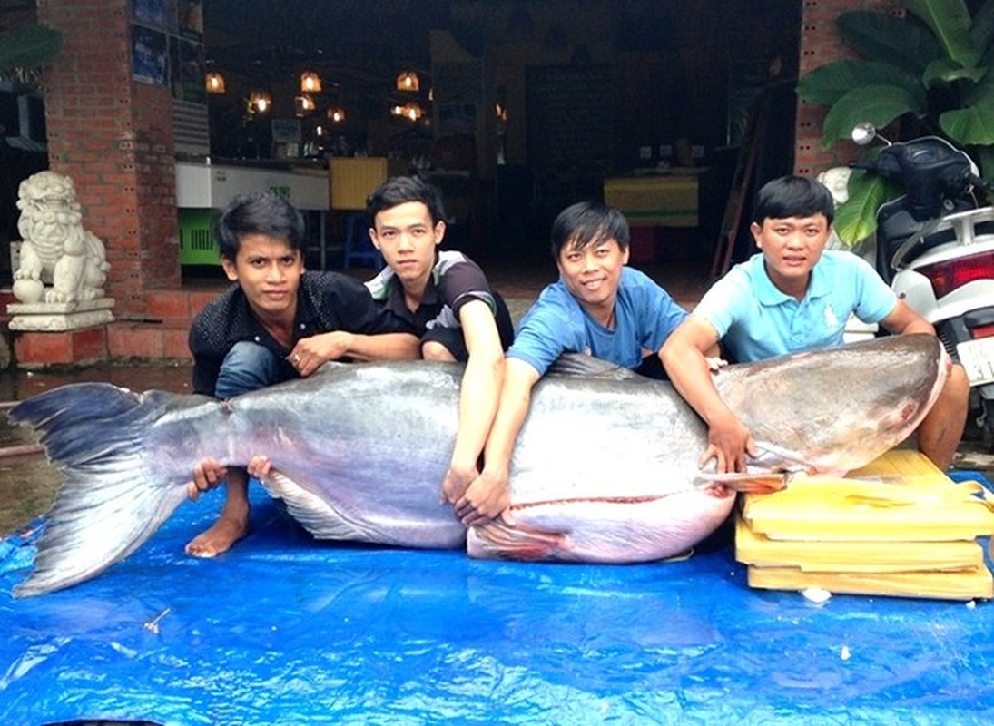 Can canh ca tra khung 200kg len ban nhau dai gia Sai Gon-Hinh-4