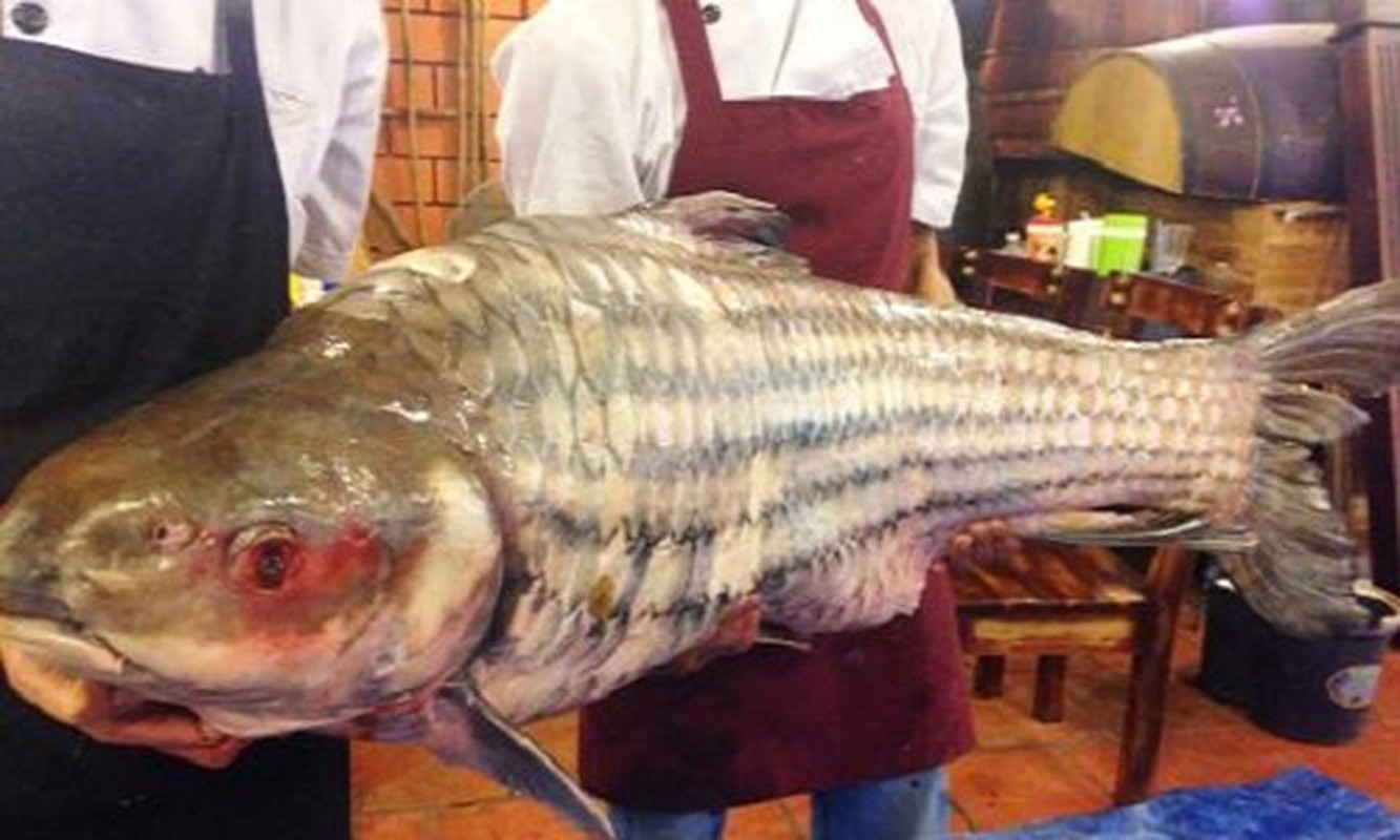 Can canh ca tra khung 200kg len ban nhau dai gia Sai Gon-Hinh-7