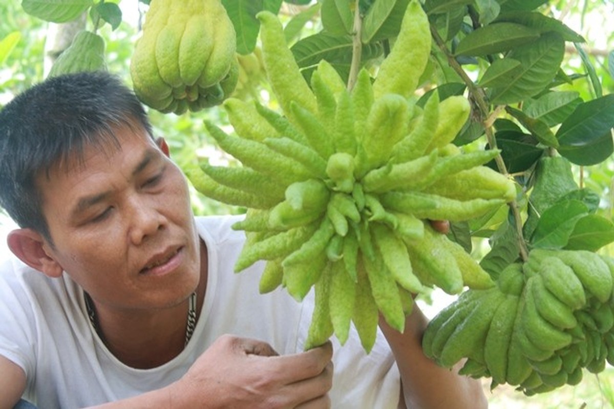 Loat cay canh Tet 2016 dat choang vang-Hinh-3