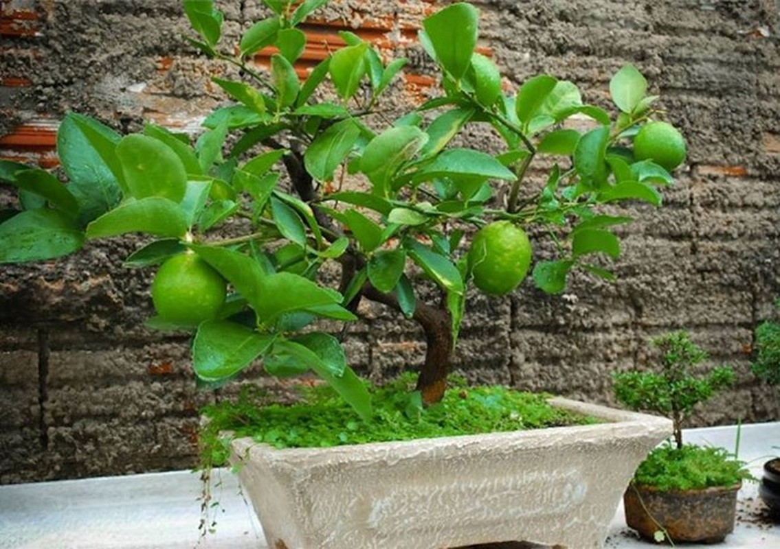 10 loai cay an qua cuc hop trong chau bonsai-Hinh-4