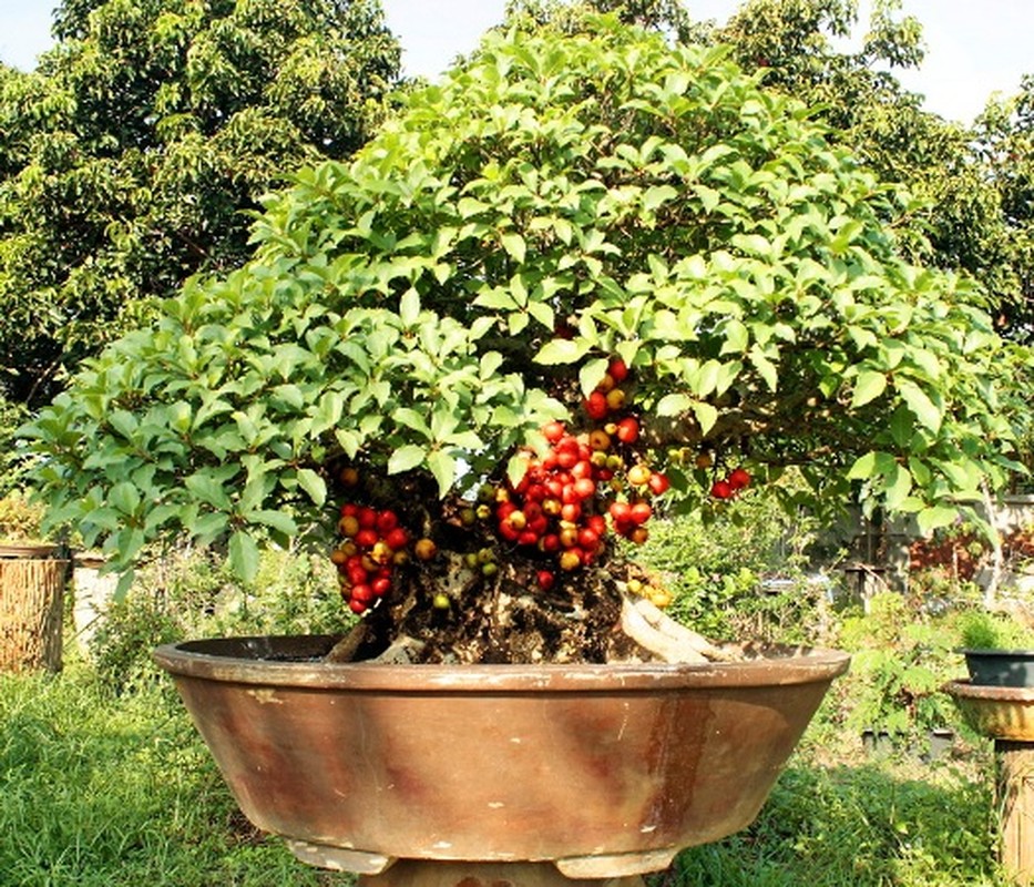 10 loai cay an qua cuc hop trong chau bonsai-Hinh-5