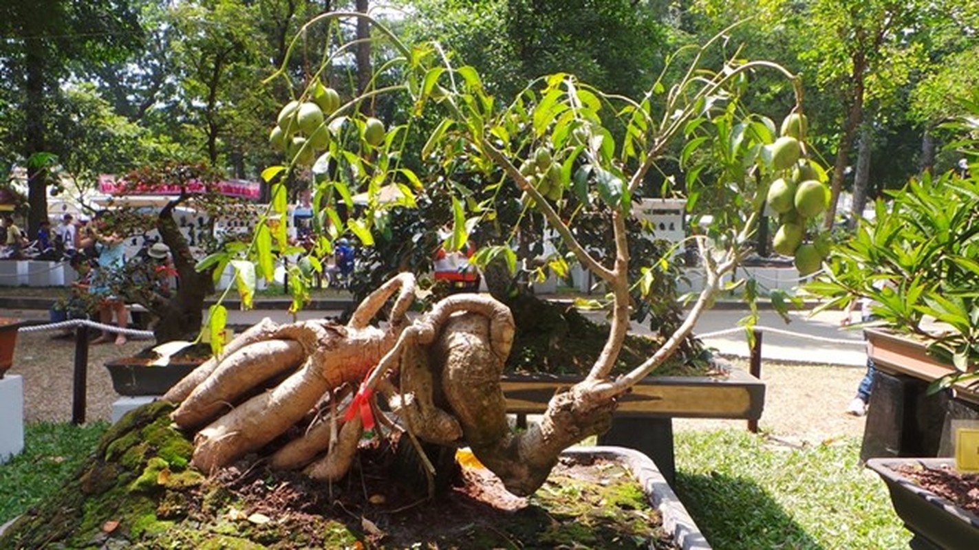10 loai cay an qua cuc hop trong chau bonsai-Hinh-6
