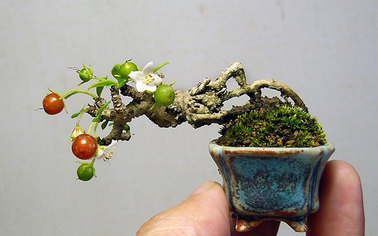 Man nhan loat bonsai mini nam gon trong long ban tay-Hinh-10