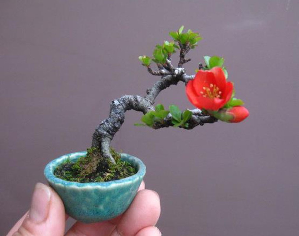 Man nhan loat bonsai mini nam gon trong long ban tay-Hinh-2