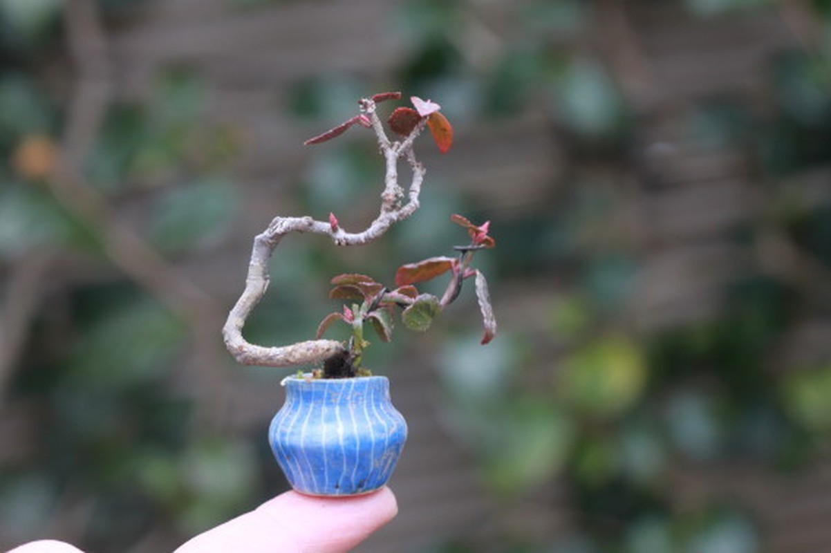 Man nhan loat bonsai mini nam gon trong long ban tay-Hinh-7