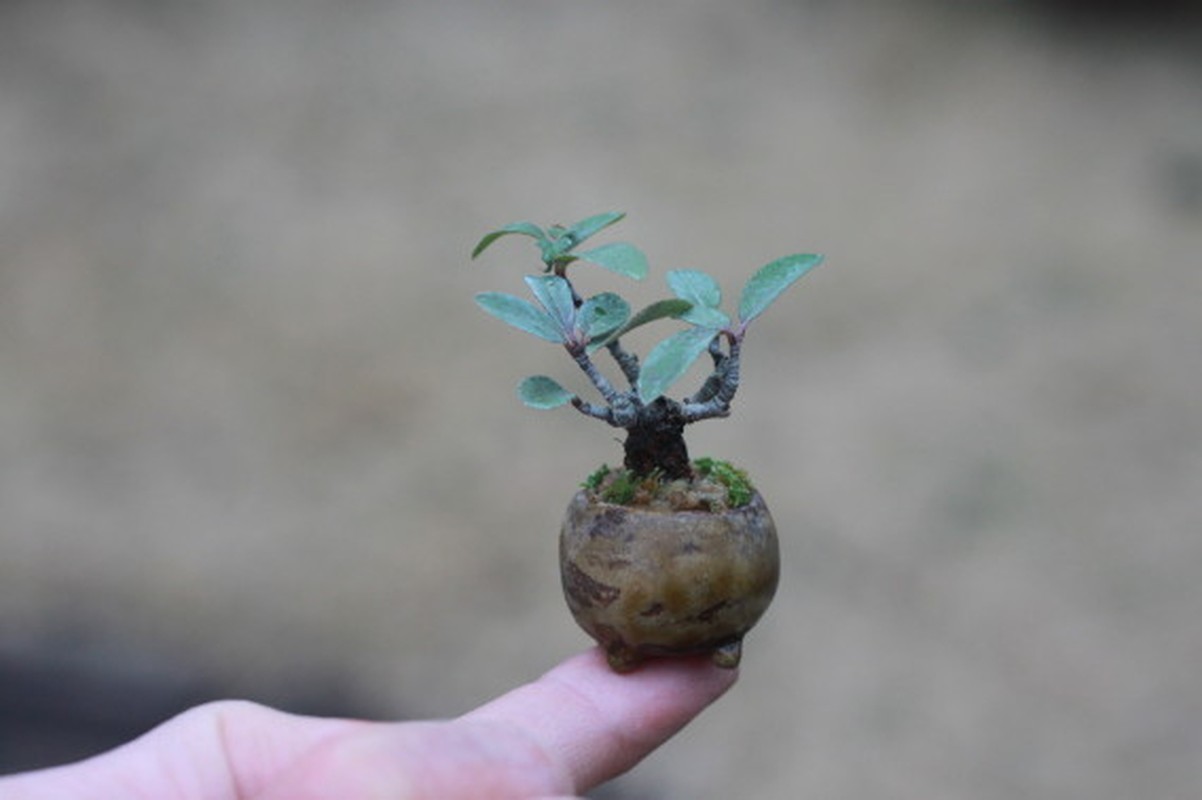 Man nhan loat bonsai mini nam gon trong long ban tay-Hinh-8