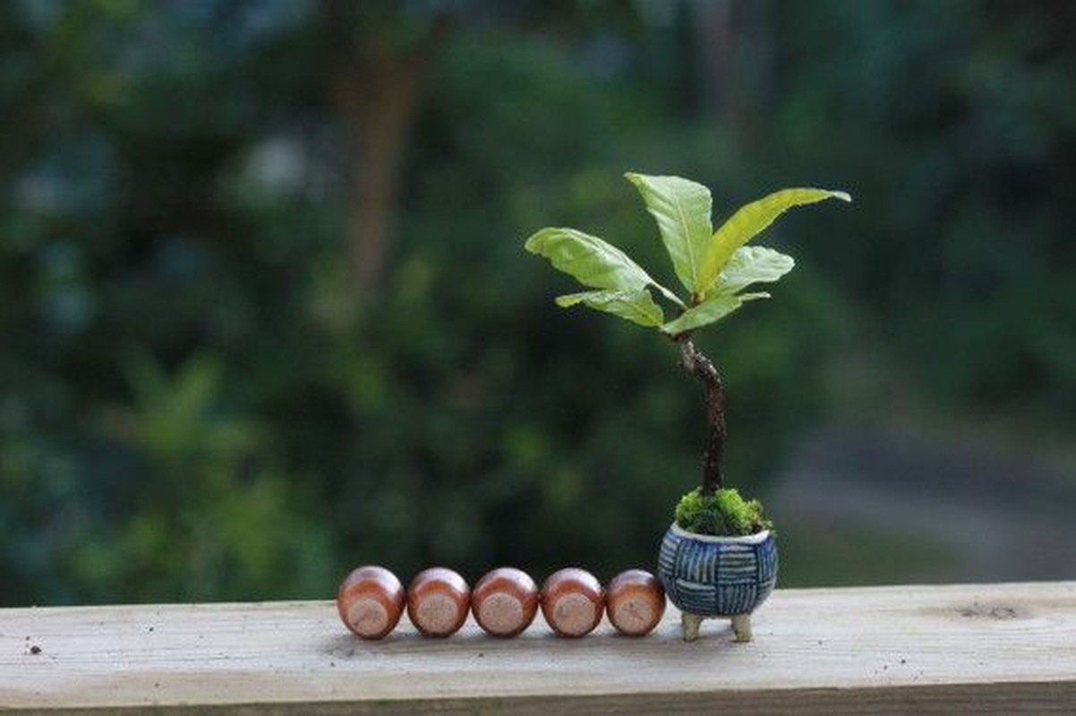 Man nhan loat bonsai mini nam gon trong long ban tay-Hinh-9