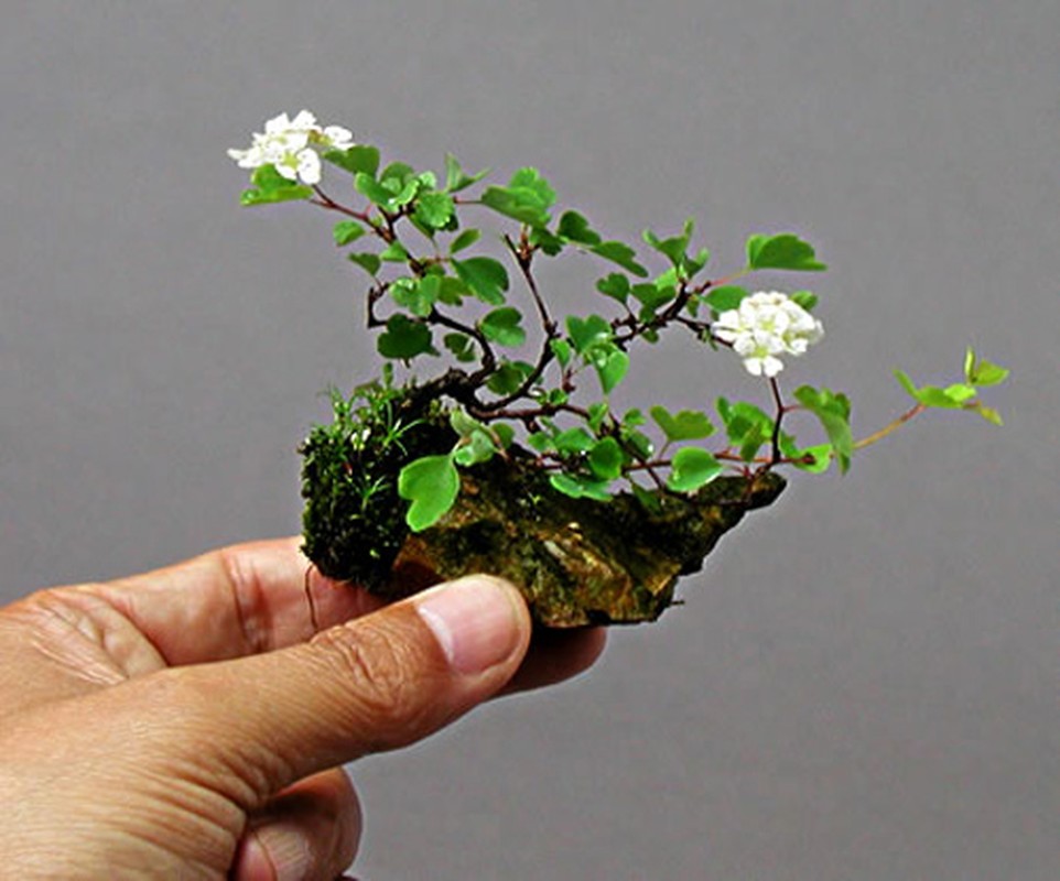Man nhan ngam cay bonsai no hoa ruc ro-Hinh-7