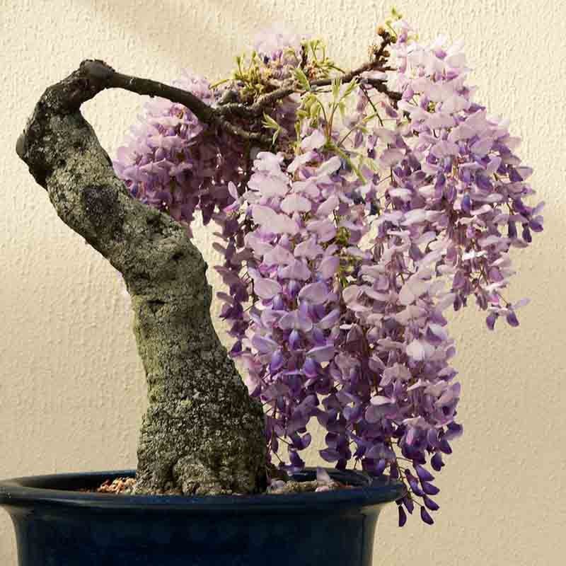 Man nhan ngam cay bonsai no hoa ruc ro-Hinh-8