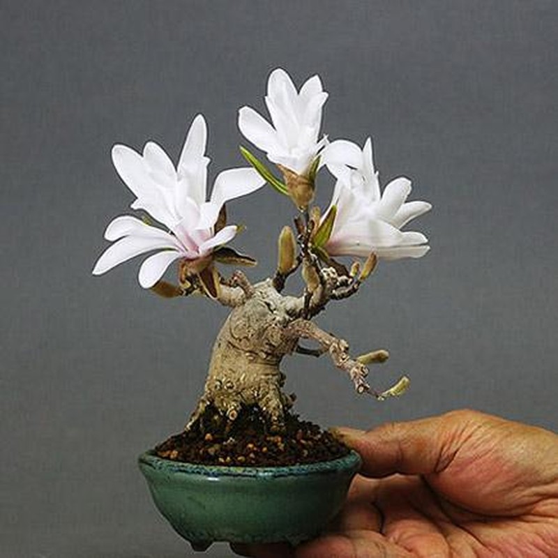 Man nhan ngam cay bonsai no hoa ruc ro-Hinh-9