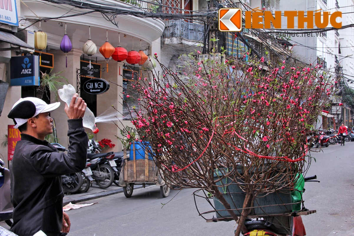 Hoa dao ha gia “soc”, ban tran duong Ha Noi sau Tet-Hinh-2