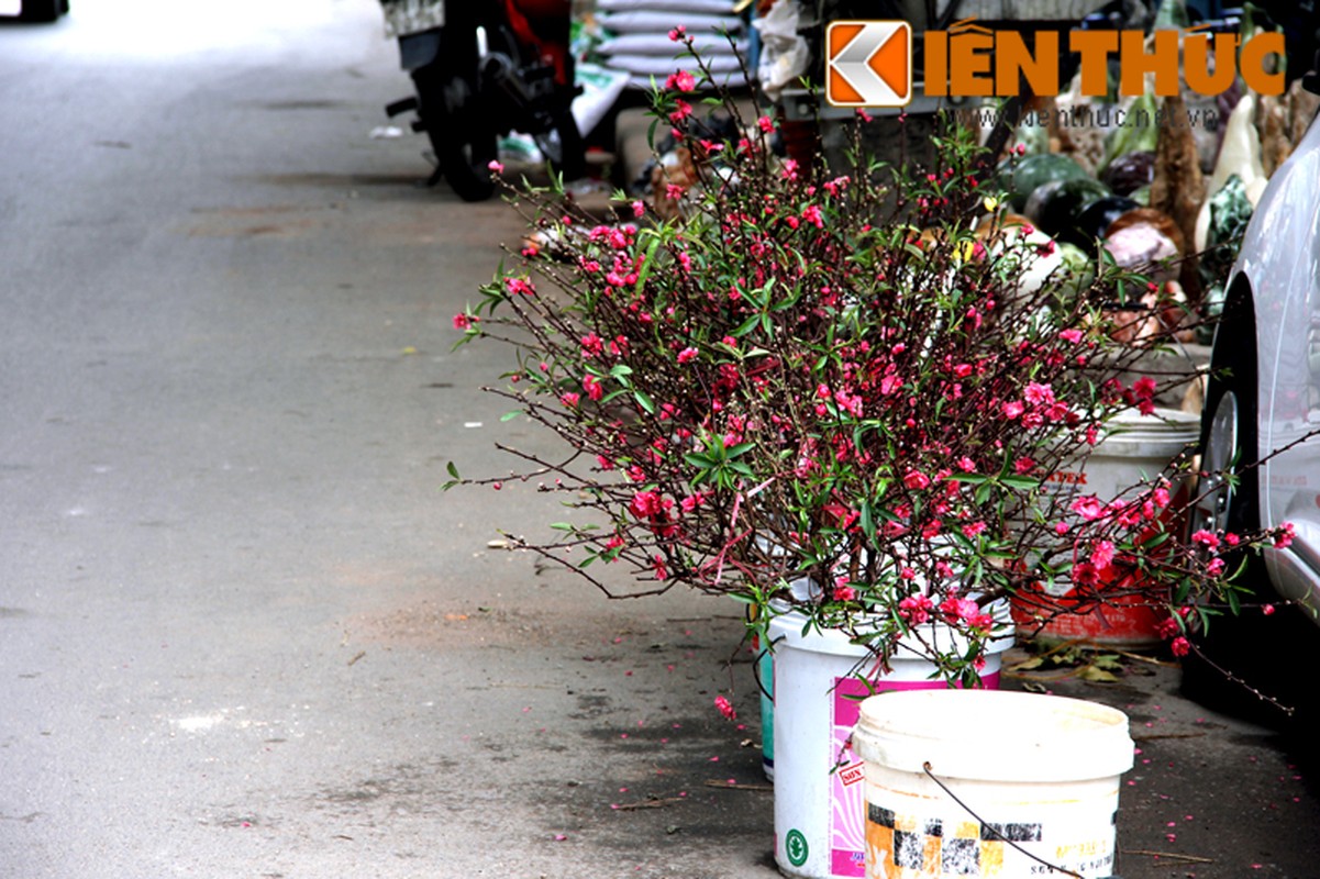 Hoa dao ha gia “soc”, ban tran duong Ha Noi sau Tet-Hinh-9