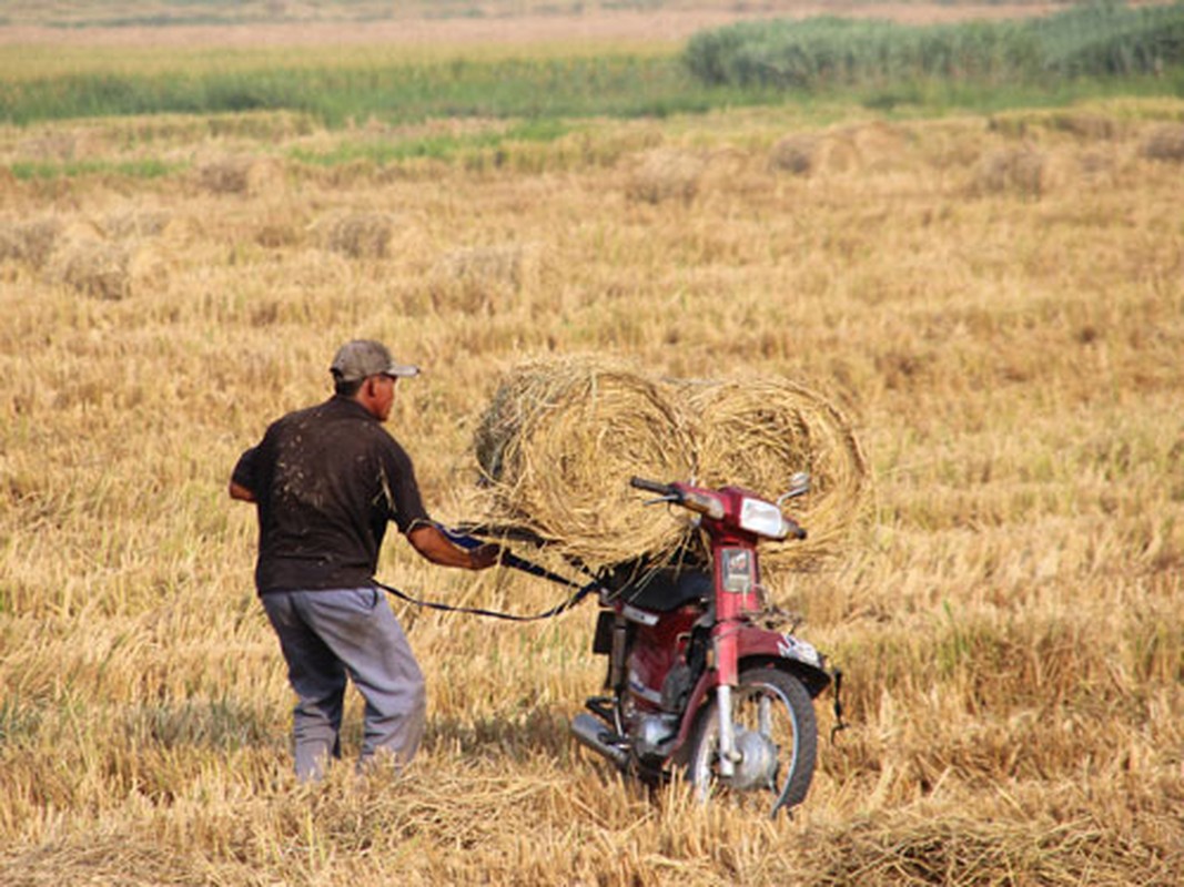 Nhung nghe hai ra tien o mien Tay ngap man-Hinh-5