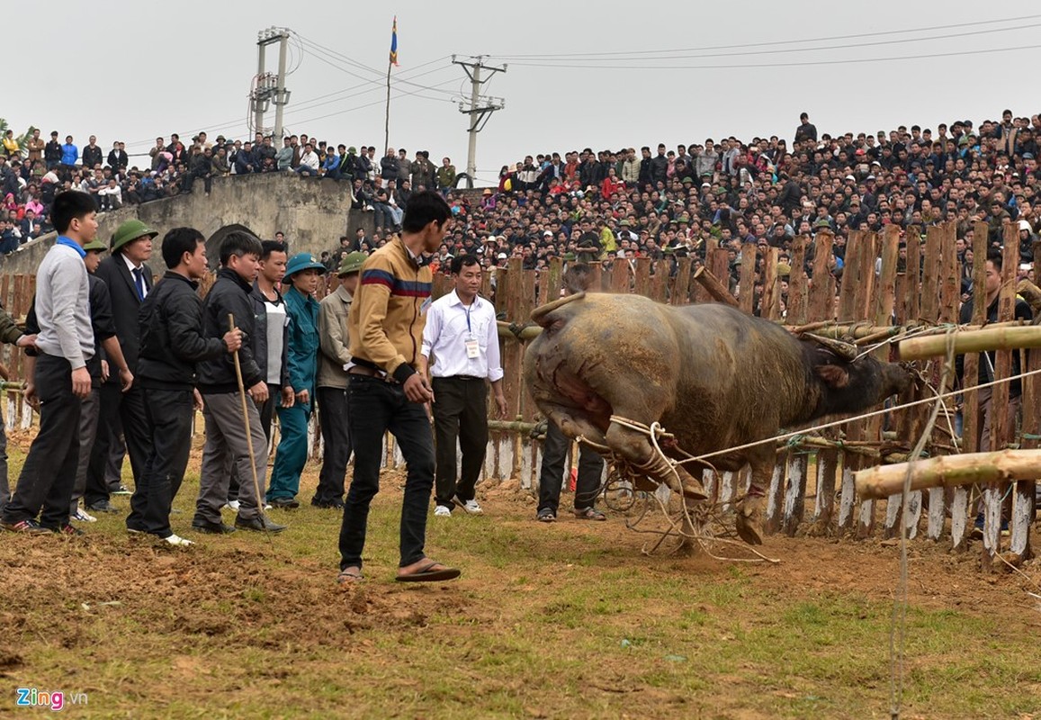 Anh: Dung may xuc keo “ong Cau” thua tran ra khoi hoi choi trau-Hinh-12