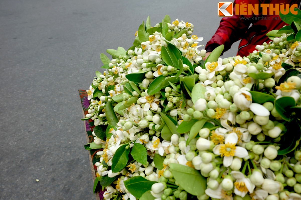 Anh: Nong nan hoa buoi ngat huong pho Ha Noi-Hinh-7