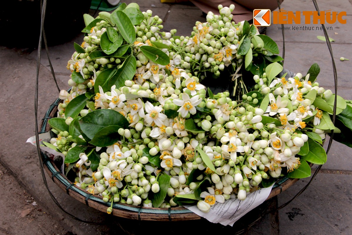 Anh: Nong nan hoa buoi ngat huong pho Ha Noi