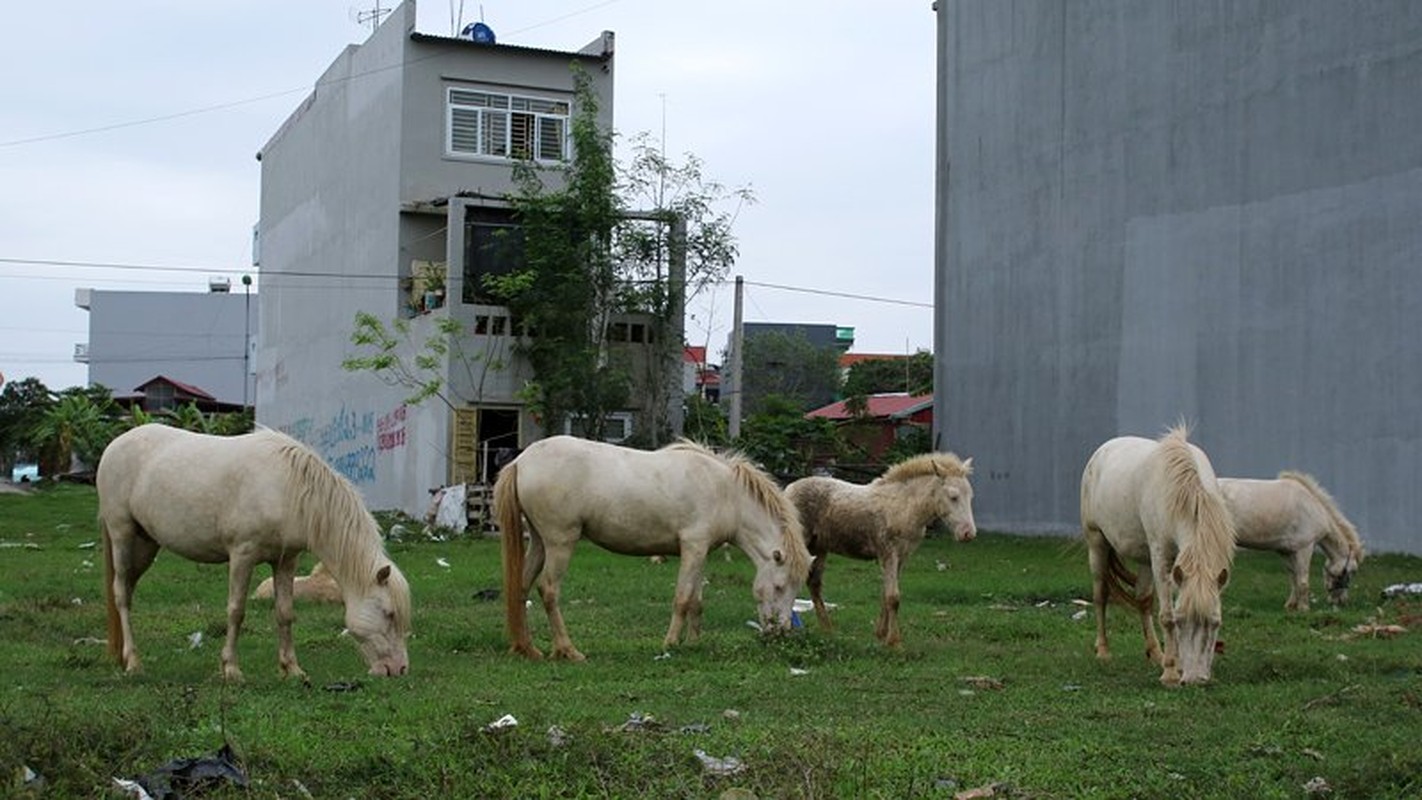 Chuyen la: Dan ngua bach phi duong nhua, kiem an giua pho-Hinh-7