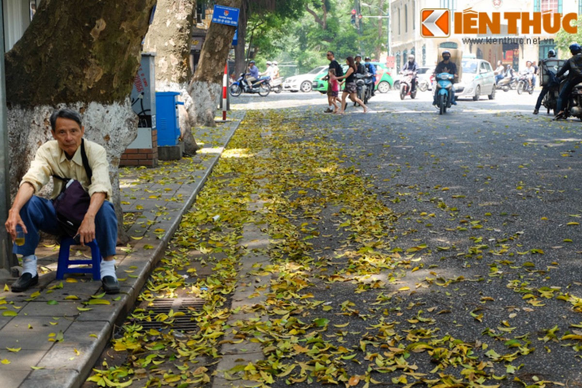 Anh: Lang man nhung con duong trai day la vang o Ha Noi-Hinh-17