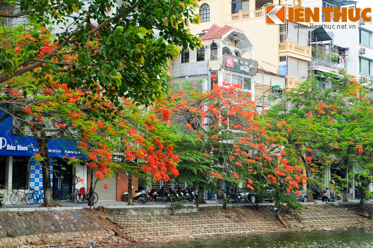 Hoa bang lang no bung sang nhung con duong thang 5 Ha Noi-Hinh-15