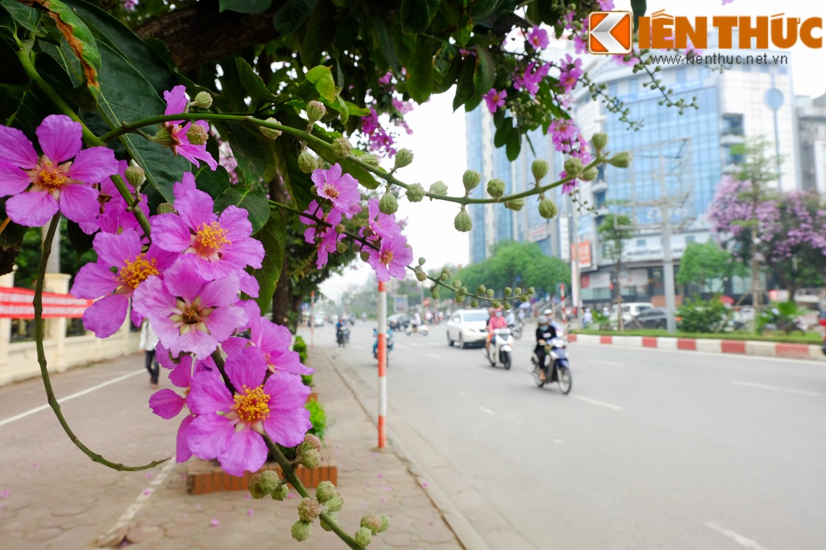 Hoa bang lang no bung sang nhung con duong thang 5 Ha Noi-Hinh-6