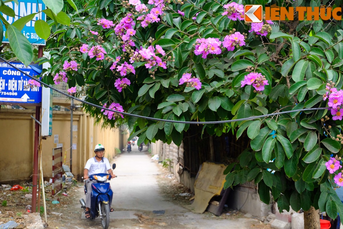 Hoa bang lang no bung sang nhung con duong thang 5 Ha Noi-Hinh-7