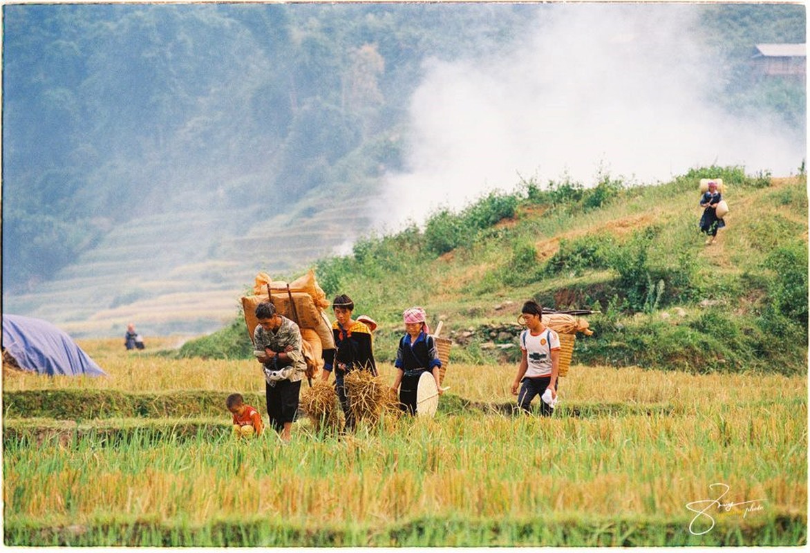 Thang 9 mua lua chin: Vua mai ngam vua co anh nghin like-Hinh-10