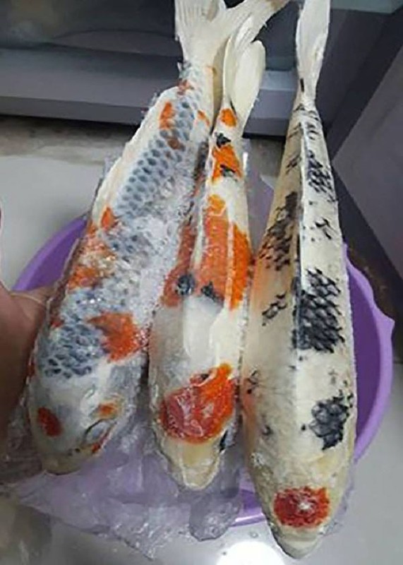 Chong nuoi ca Koi tram trieu, ve muon bi vo dem ran sach-Hinh-3