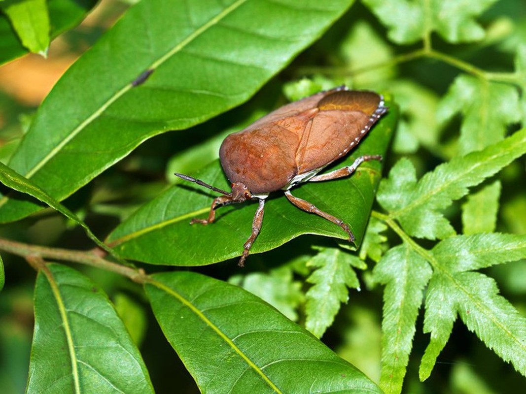 Dong vat boc mui nhat the gioi, ai gap cung... chay mat dep-Hinh-8