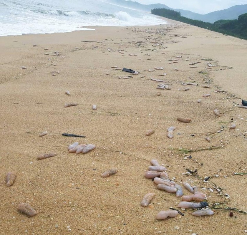 Oc dat kin bien Quang Binh sau bao: Hien tuong la, oc khong la-Hinh-12