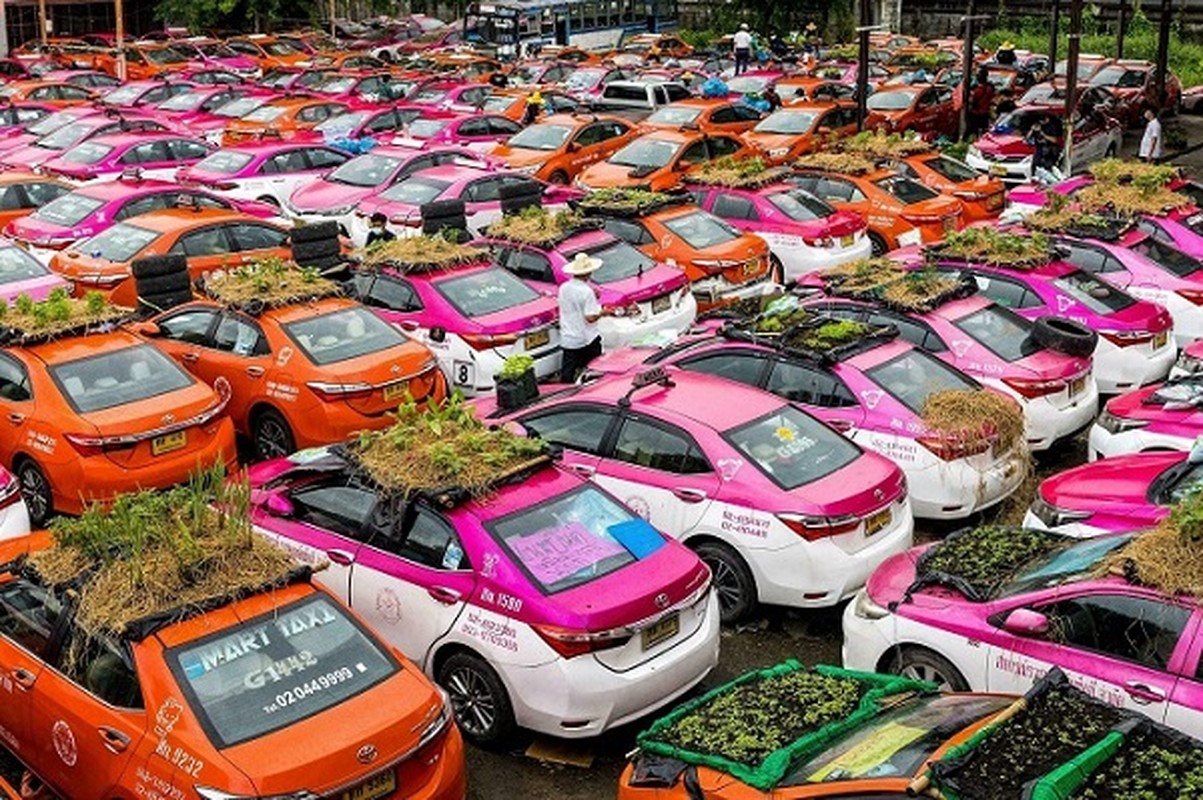 Thai Lan: Tai xe that nghiep mua dich trong cay tren noc xe-Hinh-6