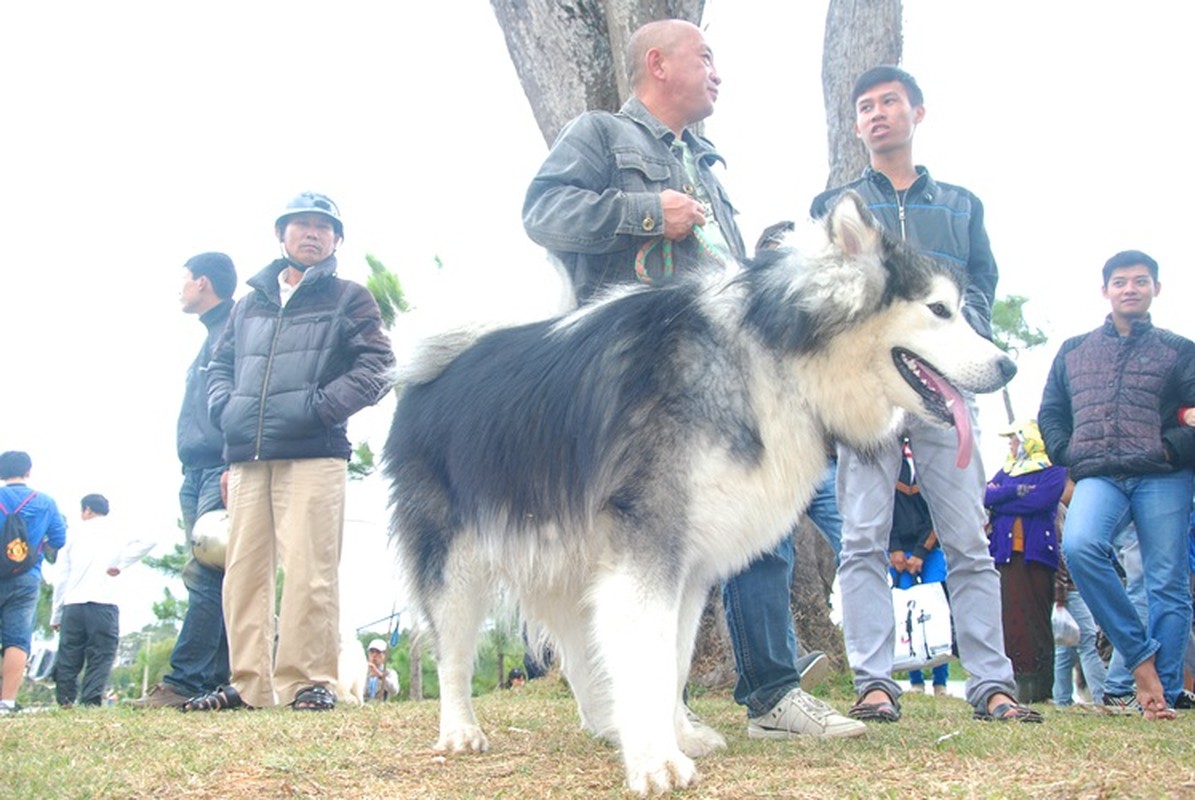 Thu choi cho canh khung 60 kg cua gioi tre Da Lat hinh anh 2