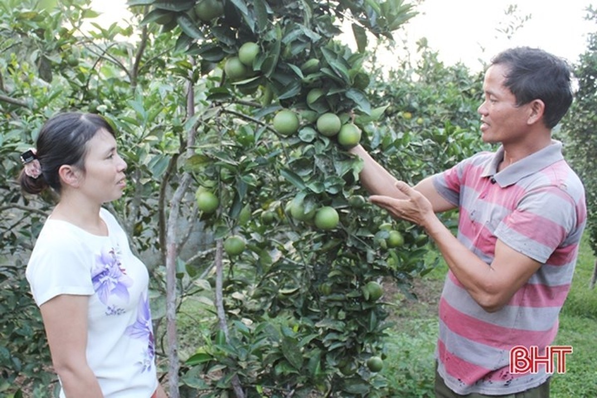 Vua cam ngon nhat Ha Tinh vao mua, hua hen cho thu 100 ty-Hinh-10