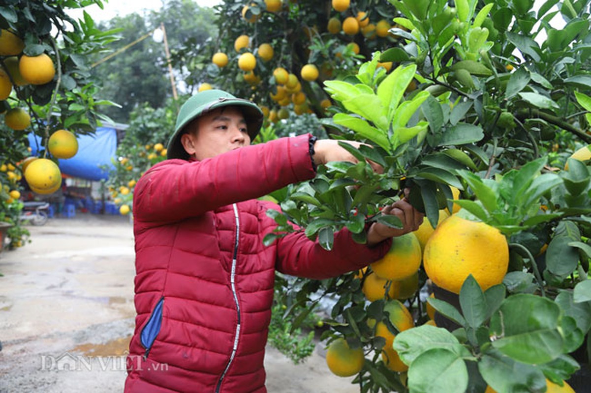 Da mat ngam buoi canh mini triu trit qua 