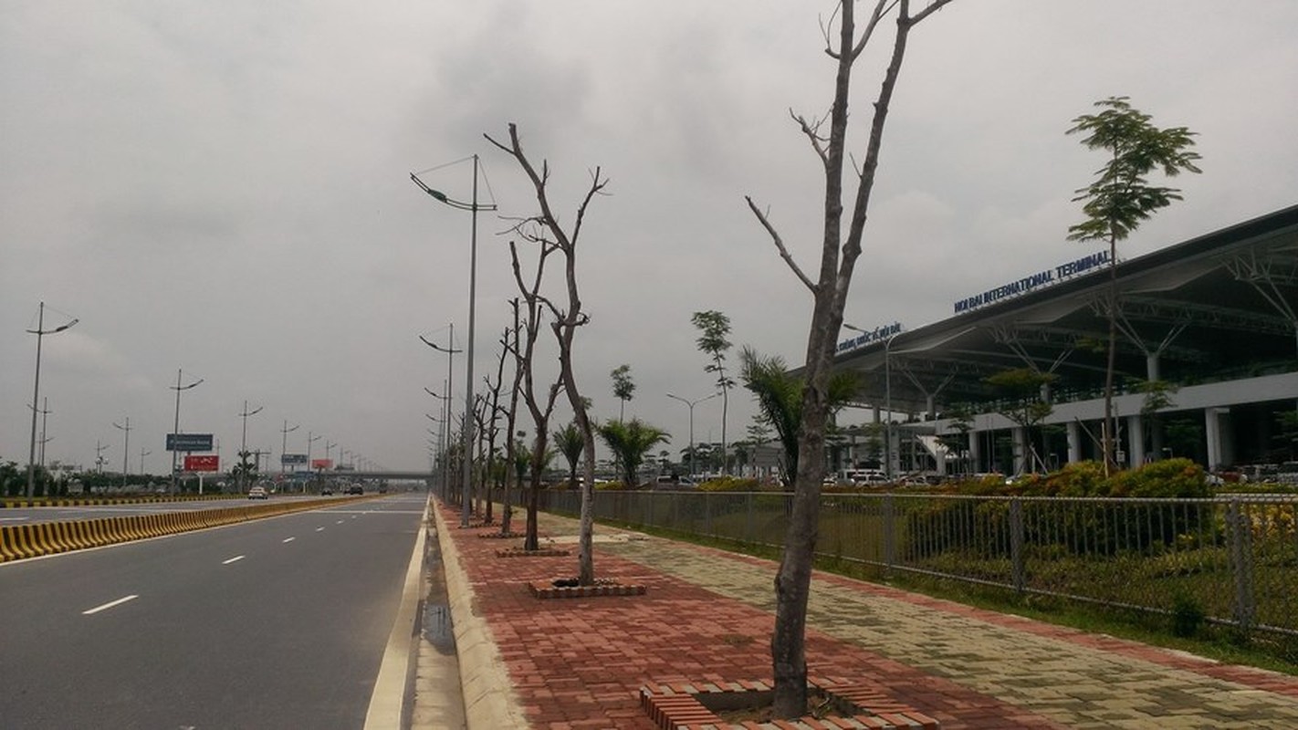 Cay chet kho hang loat tren duong vao san bay Noi Bai-Hinh-12