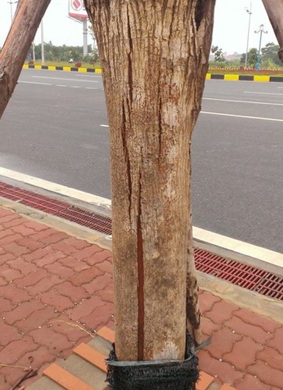 Cay chet kho hang loat tren duong vao san bay Noi Bai-Hinh-5