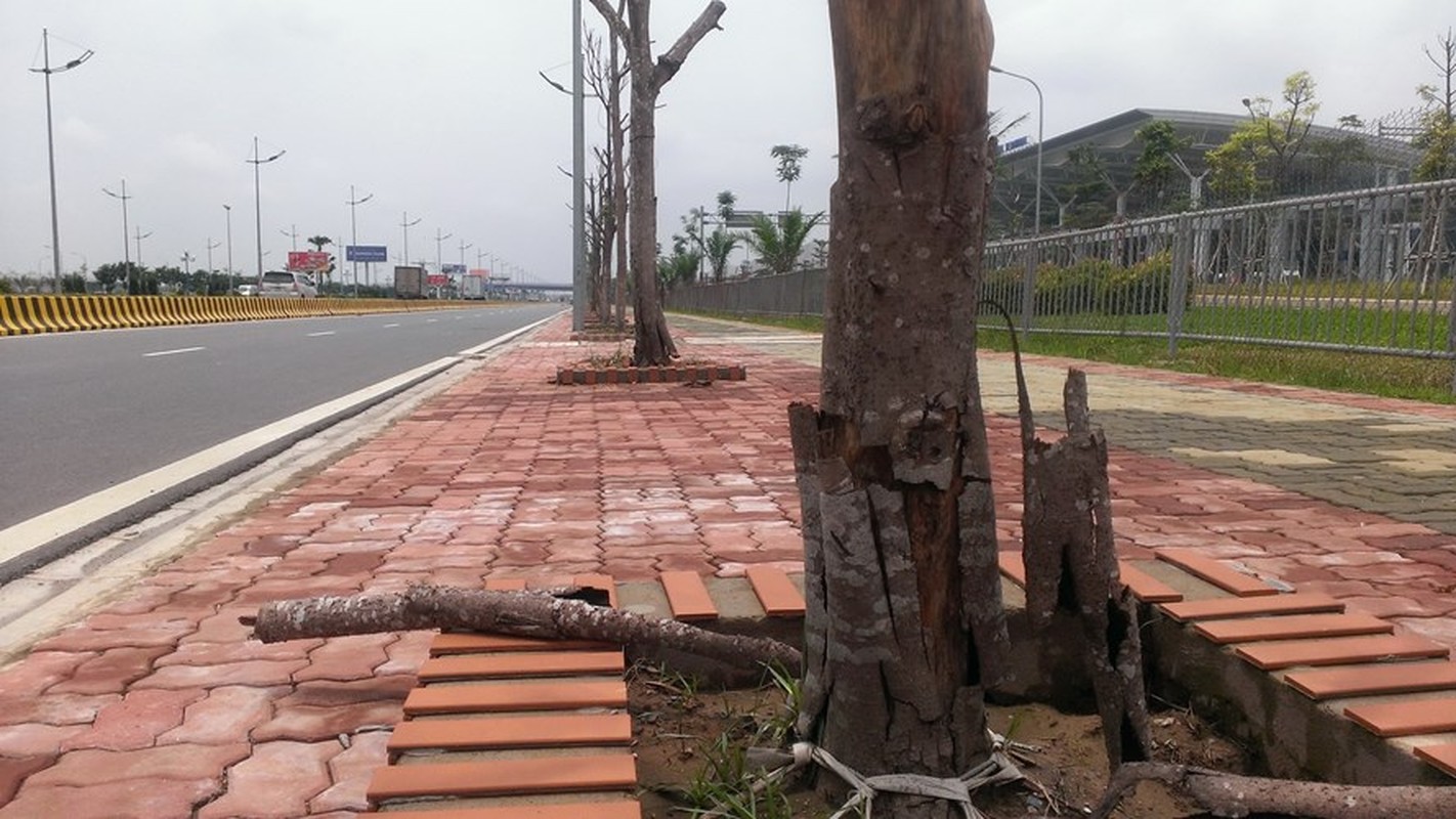 Cay chet kho hang loat tren duong vao san bay Noi Bai-Hinh-8