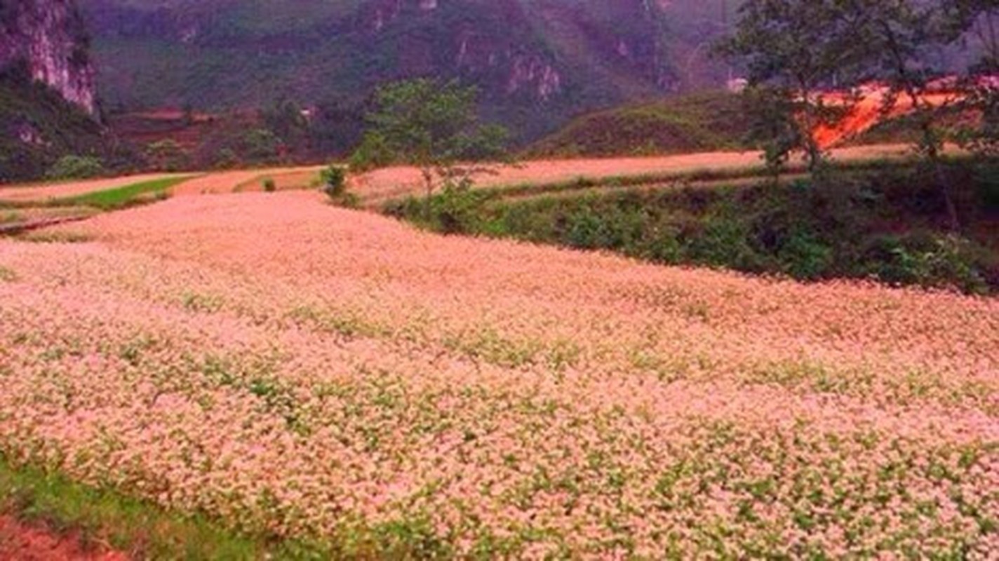 Di dau du lich de tan huong mua dong mien Bac?-Hinh-4