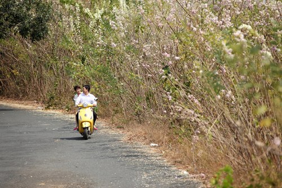 Ngam cung duong hoa anh dao tuyet dep tai Vung Tau-Hinh-8