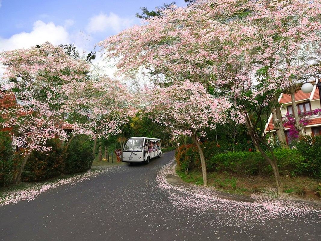 Ngam cung duong hoa anh dao tuyet dep tai Vung Tau