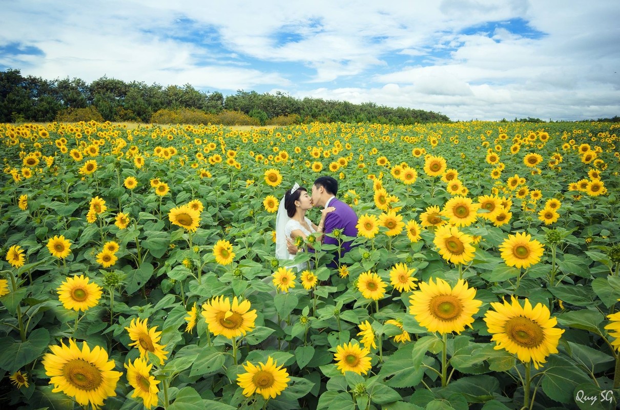 Gioi tre thich thu voi diem ngam hoa huong duong gan Ha Noi-Hinh-7