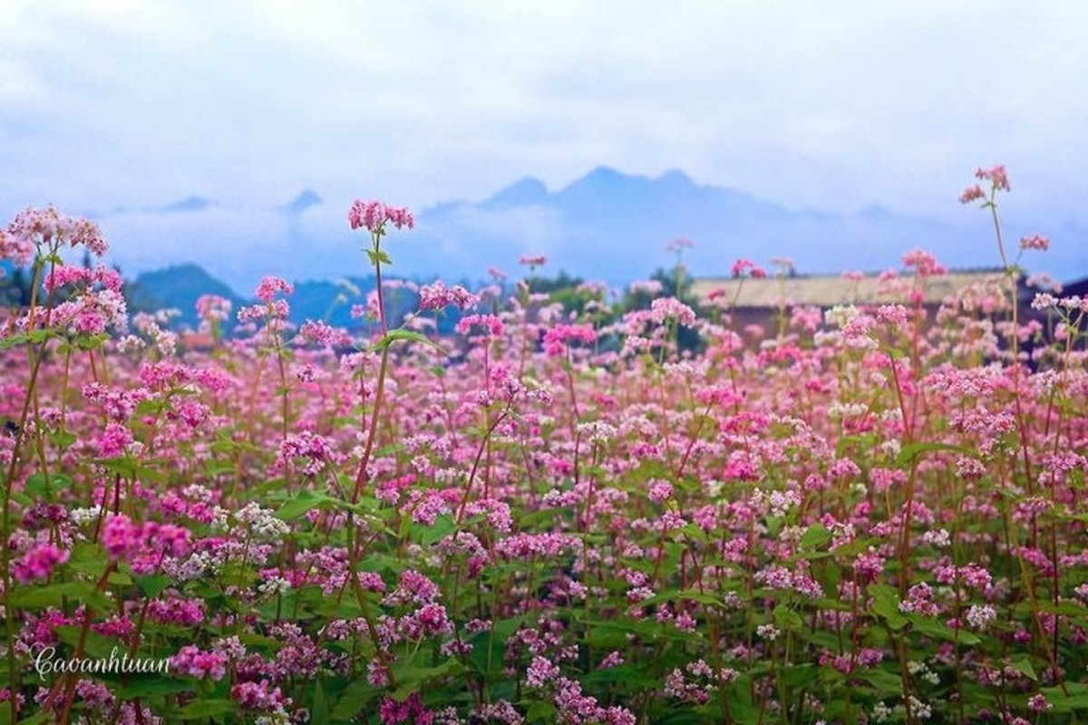 Mua hoa tam giac mach dep ngat ngay o Moc Chau-Hinh-5