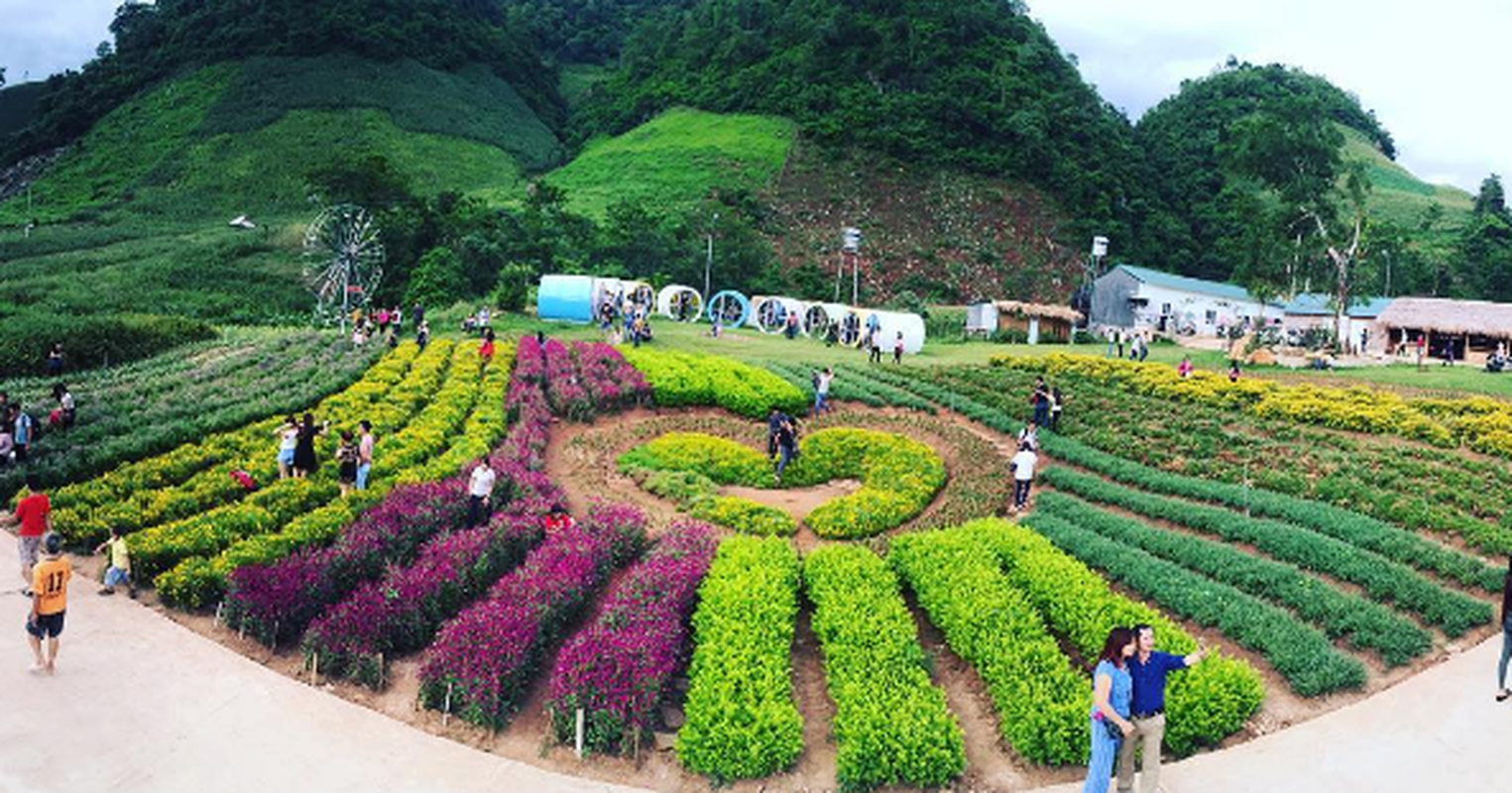 Thung lung hoa dep nhu mo o thien duong Moc Chau-Hinh-7