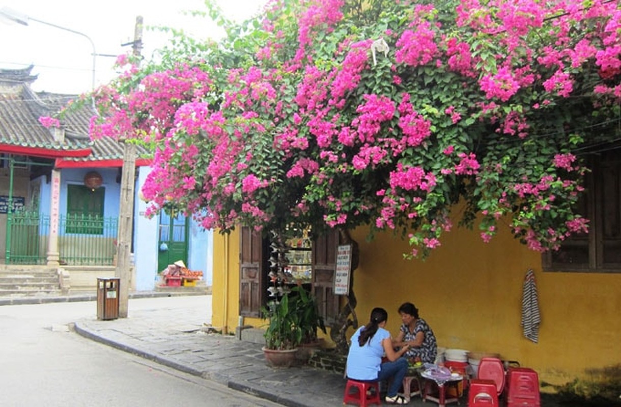 Di tren nhung cung duong hoa giay dep nhat Viet Nam-Hinh-3