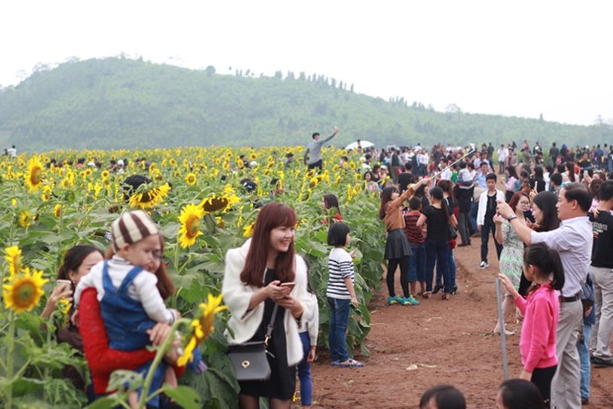 Hinh anh kho coi tai ngay hoi hoa huong duong Nghe An-Hinh-10