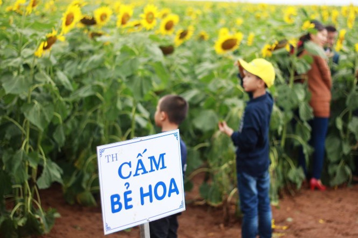 Hinh anh kho coi tai ngay hoi hoa huong duong Nghe An-Hinh-3