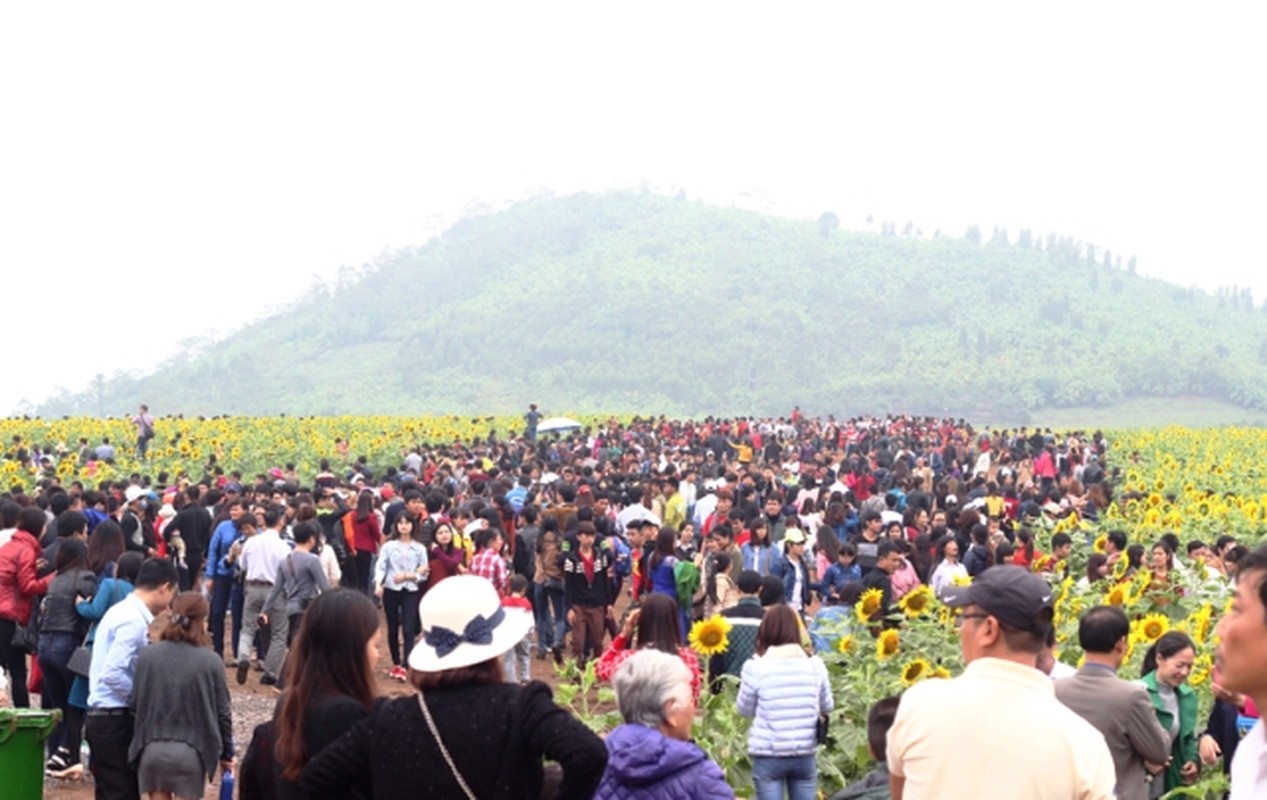 Hinh anh kho coi tai ngay hoi hoa huong duong Nghe An-Hinh-7