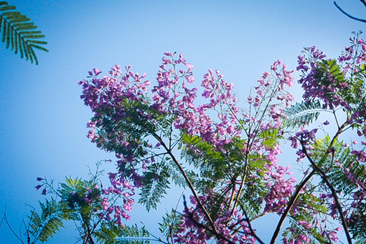 Thang tu ve, dan mang keo den Da Lat ngam phuong tim no-Hinh-6