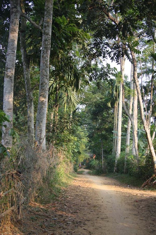 Lam giau o nong thon: Mot cay doi doi ca...chi vang-Hinh-8